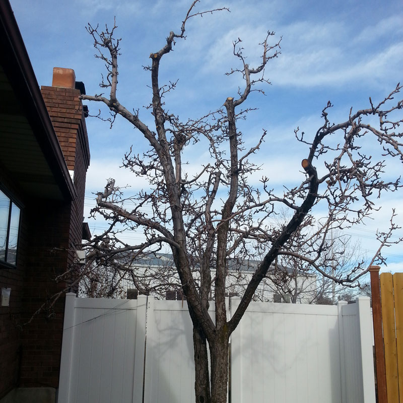 Tree Trimming & Pruning Services in Salt Lake City, UT